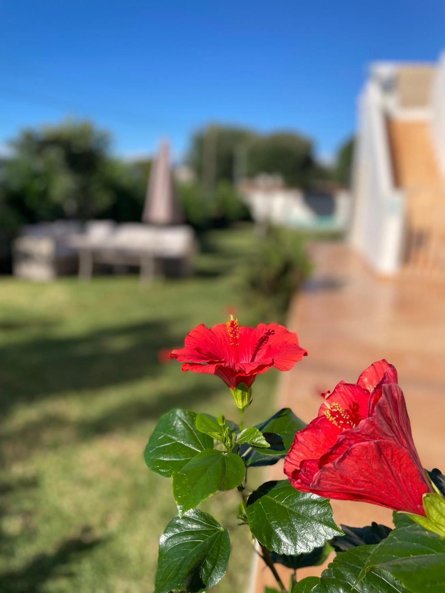 Sirios Daire Acharavi  Dış mekan fotoğraf
